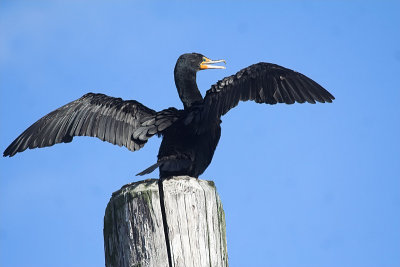 double_crested_cormorant
