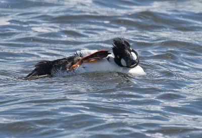 common_goldeneye