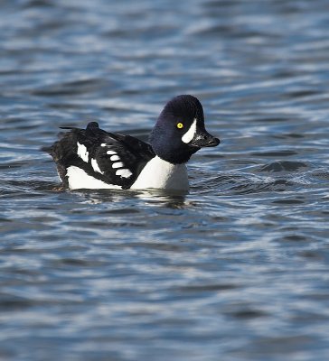 Barrow's Goldeneye(Bucephala islandica)