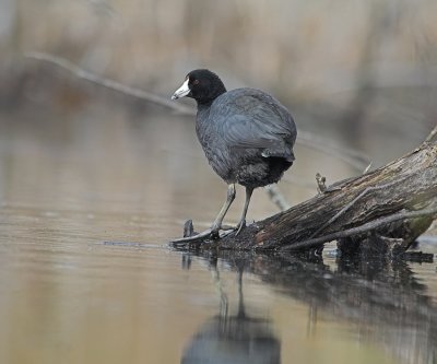 american_coot