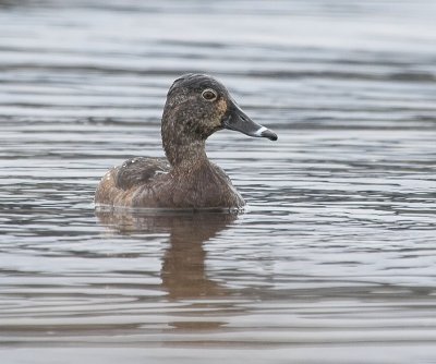 Ring-necked Duck( Aythyla collaris)