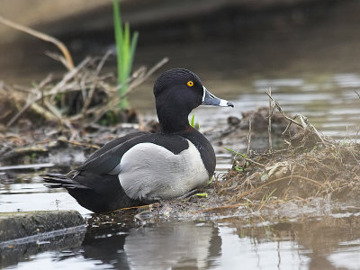 Ring-necked Duck( Aythyla collaris)