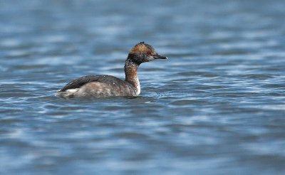horned_grebe