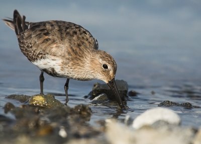 dunlin