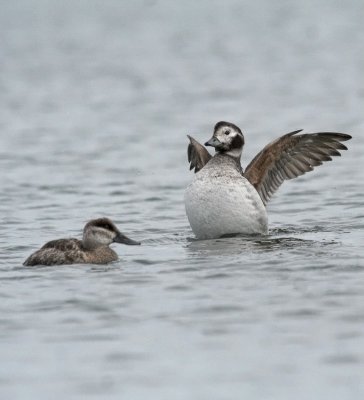 Long-tailed Duck (Oldsquhyemalisaw) (Clangula )