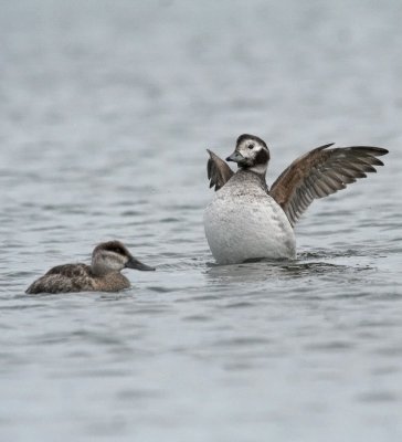 long_tailed_duck