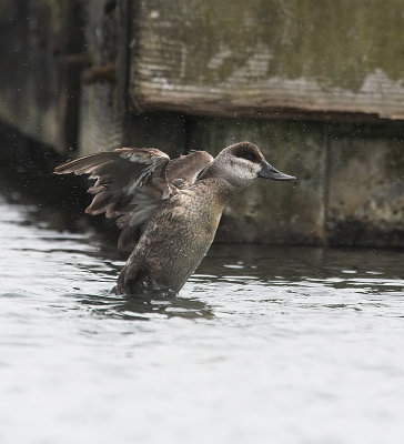 Ruddy Duck(Oxyura jamaicensis)