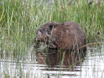 muskrat