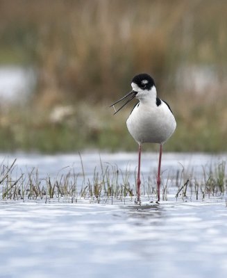 black_necked_stilt