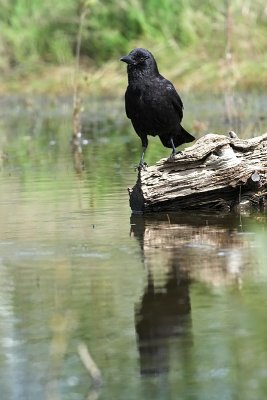 crow