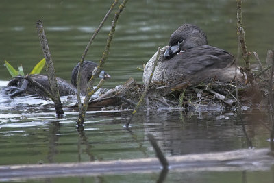 pied_billed_grebe