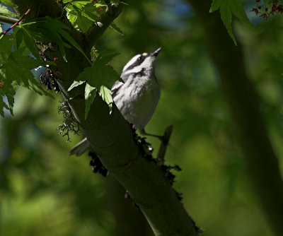 Black-throated Gray Warbler (Dendroica nigrescens)