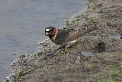 Cliff Swallow (Petrochelidon pyrrhonota)