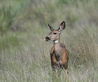 white_tailed_deer