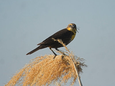 yellowheaded_blackbird