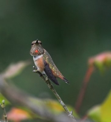 Rufous Hummingbird(Selasphorus rufus)