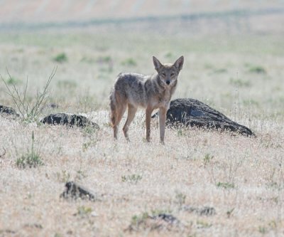 coyotes