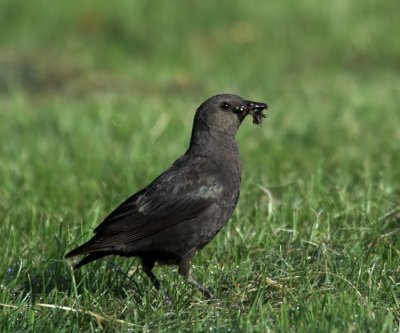 brewers_blackbird