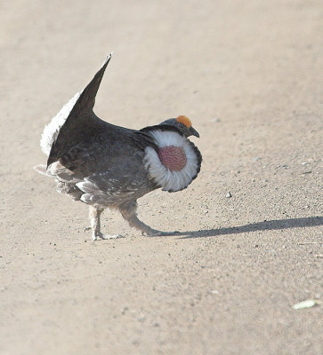 dusky_grouse