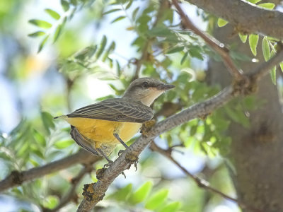 Western Kingbird(Tyrannus verticalis)fledgling