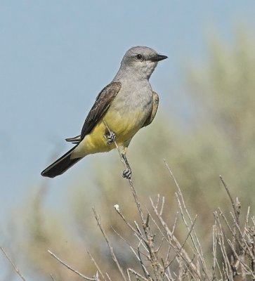 Western Kingbird(Tyrannus verticalis)