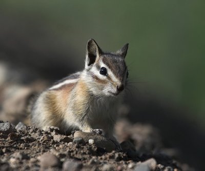 Least Chipmunk(Tamias minimus)