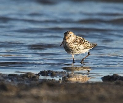 Least Sandpiper(Calidris minutilla)