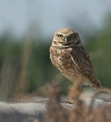 burrowing_owl