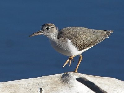 Spotted Sandpiper (Actitis macularia)