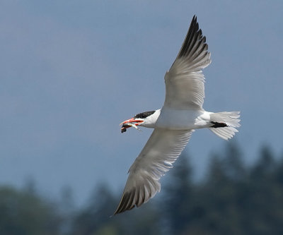 caspian_tern