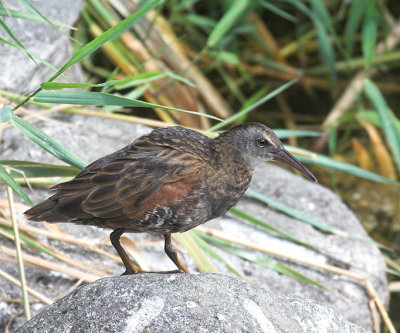 Wading Birds, Gruiformes