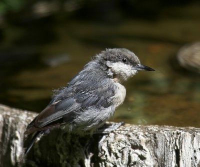 Pygmy Nuthatch (Sitta pusilla)