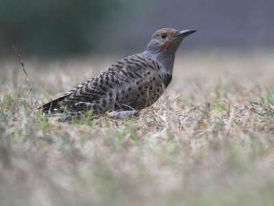 Northern Flicker (Colaptes auratus)Red Shafted juvenile