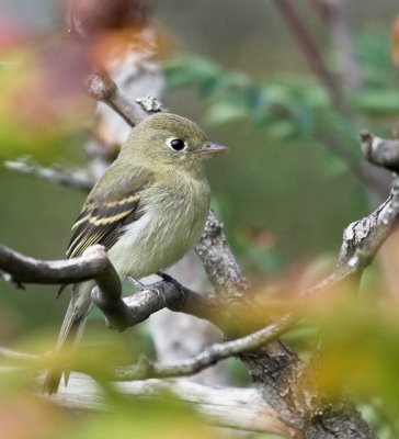 Pacific-slope Flycatcher (Empidonax difficilis)