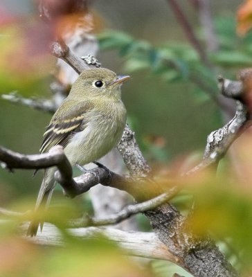 Pacific-slope Flycatcher (Empidonax difficilis)