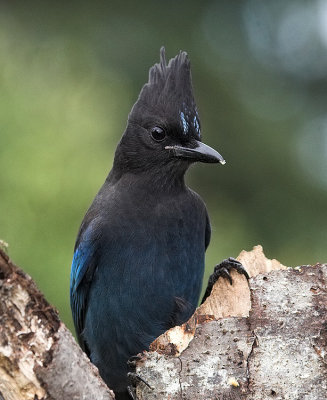 Stellers Jay(Cyanocitta stelleri)