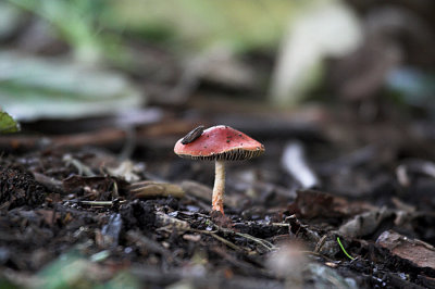 tricholomopsis rutilans.jpg