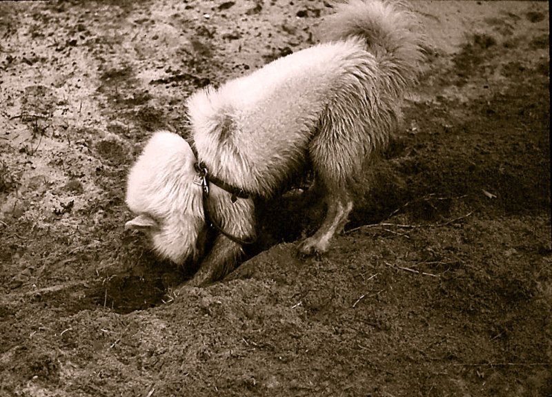 Pavka digging