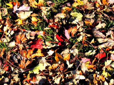 Colorful Carpet