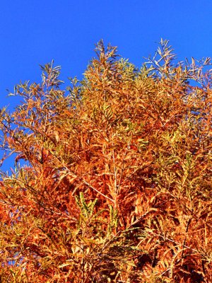 Flame Tree