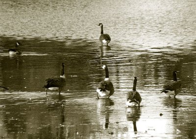 Geese Walk on Water