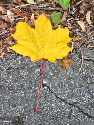 Yellow Leaf