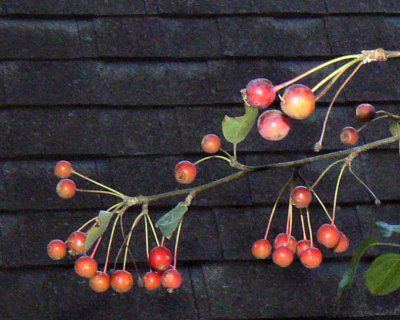 Crabapples