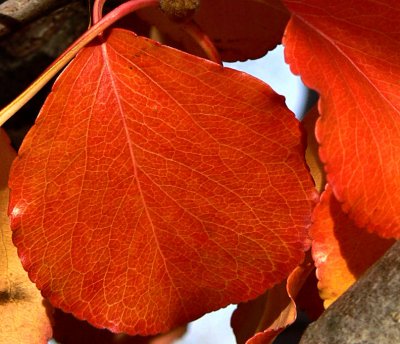 Macro in Burnt Orange