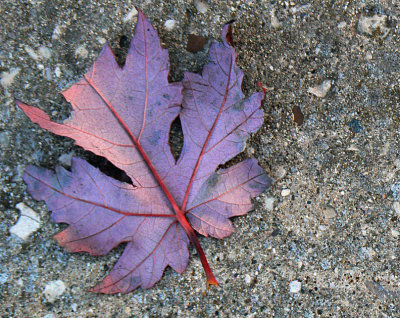 Red Leaf Reverse