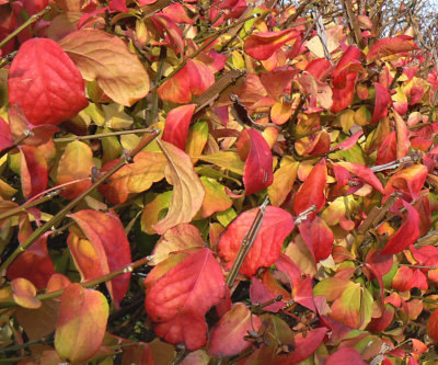 Viburnum Hedge