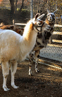 Llama Bros