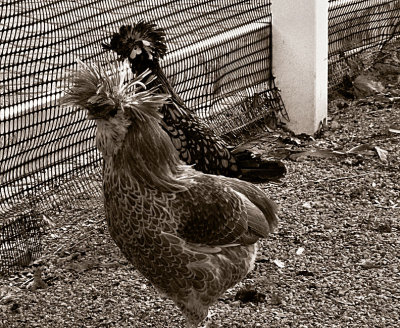 Poultry with Fringe on Top