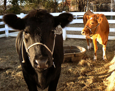 All My Cattle: Soap Opera for Cows