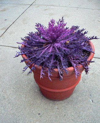 Cabbage Pot